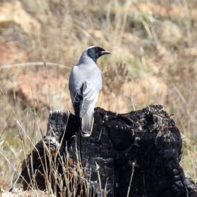 Coracina novaehollandiae (Black-faced Cuckooshrike) at Denman Prospect, ACT - 24 Sep 2019 by RodDeb