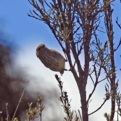 Acanthiza pusilla (Brown Thornbill) at Denman Prospect, ACT - 24 Sep 2019 by RodDeb