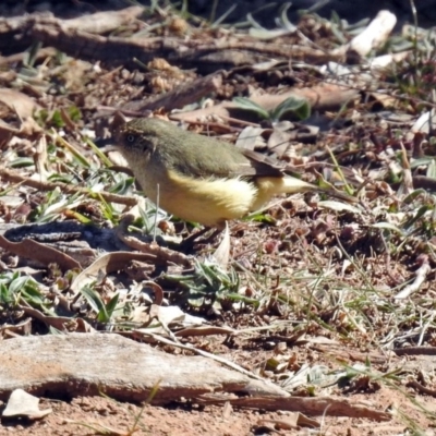 Acanthiza reguloides (Buff-rumped Thornbill) at Denman Prospect 2 Estate Deferred Area (Block 12) - 24 Sep 2019 by RodDeb