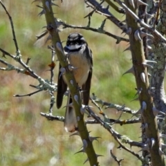 Rhipidura albiscapa (Grey Fantail) at Block 402 - 24 Sep 2019 by RodDeb