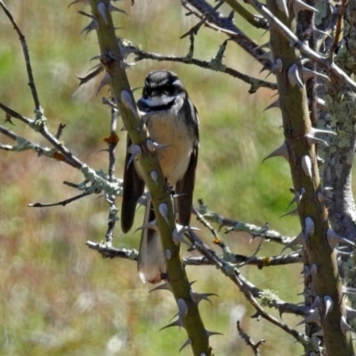 Rhipidura albiscapa (Grey Fantail) at Denman Prospect, ACT - 24 Sep 2019 by RodDeb