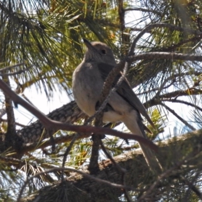 Colluricincla harmonica (Grey Shrikethrush) at Denman Prospect, ACT - 24 Sep 2019 by RodDeb