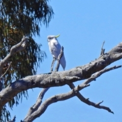 Cacatua galerita (Sulphur-crested Cockatoo) at Block 402 - 24 Sep 2019 by RodDeb