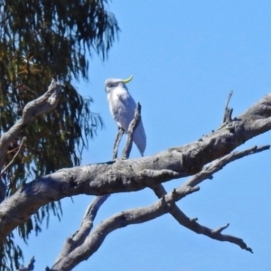 Cacatua galerita at Denman Prospect, ACT - 24 Sep 2019 12:56 PM