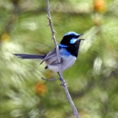 Malurus cyaneus (Superb Fairywren) at Denman Prospect 2 Estate Deferred Area (Block 12) - 24 Sep 2019 by RodDeb