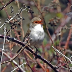 Malurus cyaneus at Denman Prospect, ACT - 24 Sep 2019