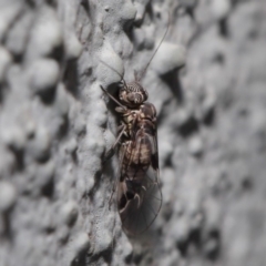 Psocodea 'Psocoptera' sp. (order) (Unidentified plant louse) at Hackett, ACT - 23 Sep 2019 by TimL