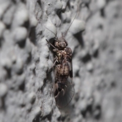 Psocodea 'Psocoptera' sp. (order) (Unidentified plant louse) at ANBG - 23 Sep 2019 by TimL