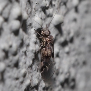 Psocodea 'Psocoptera' sp. (order) at Hackett, ACT - 23 Sep 2019 11:56 AM