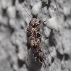 Psocodea 'Psocoptera' sp. (order) at Hackett, ACT - 23 Sep 2019