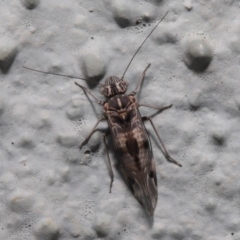 Psocodea 'Psocoptera' sp. (order) at Hackett, ACT - 23 Sep 2019 11:56 AM