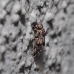 Psocodea 'Psocoptera' sp. (order) at Hackett, ACT - 23 Sep 2019