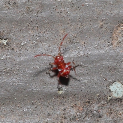 Unidentified True bug (Hemiptera, Heteroptera) at ANBG - 22 Sep 2019 by TimL