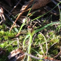 Pterostylis pedunculata (Maroonhood) at Mount Majura - 24 Sep 2019 by petersan