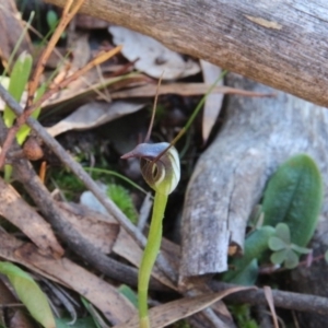 Pterostylis pedunculata at Hackett, ACT - 25 Sep 2019