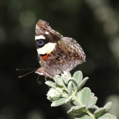 Vanessa itea (Yellow Admiral) at Acton, ACT - 24 Sep 2019 by TimL