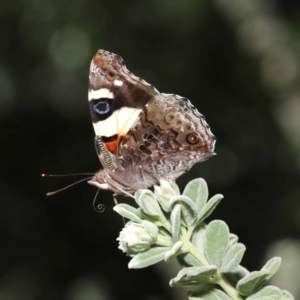 Vanessa itea at Acton, ACT - 24 Sep 2019