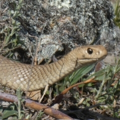 Pseudonaja textilis (Eastern Brown Snake) at Theodore, ACT - 25 Sep 2019 by Owen