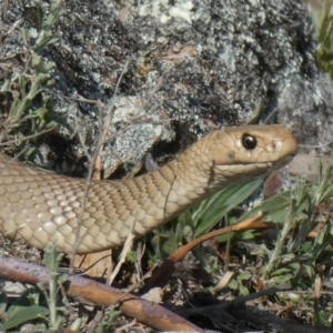 Pseudonaja textilis at Theodore, ACT - 25 Sep 2019 10:34 AM