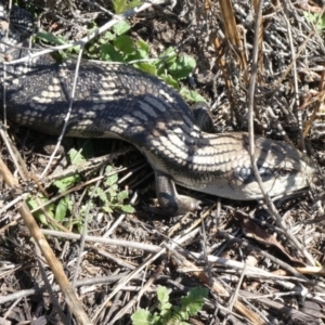 Tiliqua scincoides scincoides at Theodore, ACT - 25 Sep 2019