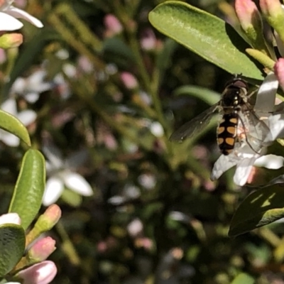 Melangyna viridiceps (Hover fly) at Aranda, ACT - 25 Sep 2019 by Jubeyjubes