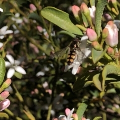 Melangyna viridiceps at Aranda, ACT - 25 Sep 2019