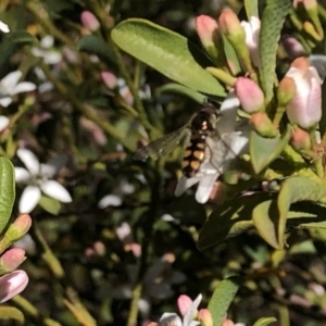 Melangyna viridiceps at Aranda, ACT - 25 Sep 2019 01:08 PM