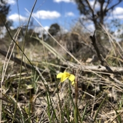 Diuris chryseopsis (Golden Moth) at Amaroo, ACT - 25 Sep 2019 by JasonC