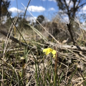 Diuris chryseopsis at Amaroo, ACT - 25 Sep 2019