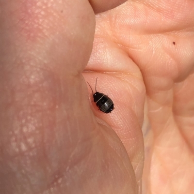 Ellipsidion australe (Austral Ellipsidion cockroach) at Aranda, ACT - 25 Sep 2019 by Jubeyjubes