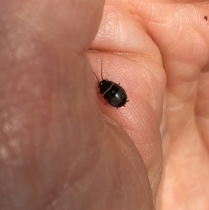 Ellipsidion australe at Aranda, ACT - 25 Sep 2019