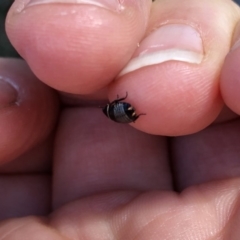 Ellipsidion australe at Aranda, ACT - 25 Sep 2019