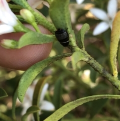 Ellipsidion australe at Aranda, ACT - 25 Sep 2019 01:18 PM