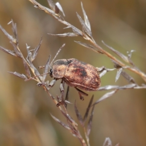 Cadmus (Cadmus) gigas at Hackett, ACT - 24 Sep 2019