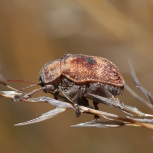 Cadmus (Cadmus) gigas at Hackett, ACT - 24 Sep 2019 12:02 PM