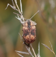 Cadmus (Cadmus) gigas at Hackett, ACT - 24 Sep 2019