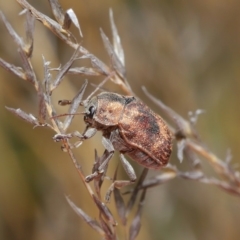 Cadmus (Cadmus) gigas at Hackett, ACT - 24 Sep 2019