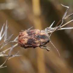 Cadmus (Cadmus) gigas at Hackett, ACT - 24 Sep 2019