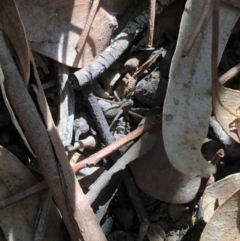 Lycosidae (family) (Unidentified wolf spider) at Aranda, ACT - 25 Sep 2019 by Jubeyjubes