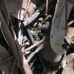 Lycosidae (family) at Aranda, ACT - 25 Sep 2019