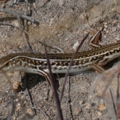 Ctenotus orientalis (Oriental Striped-skink) at Theodore, ACT - 16 Oct 2018 by Owen