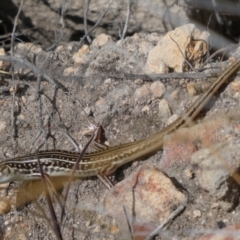 Ctenotus orientalis at Theodore, ACT - 16 Oct 2018