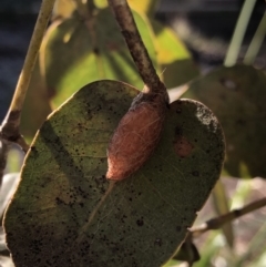 Lepidoptera unclassified IMMATURE at Aranda, ACT - 25 Sep 2019 by Jubeyjubes