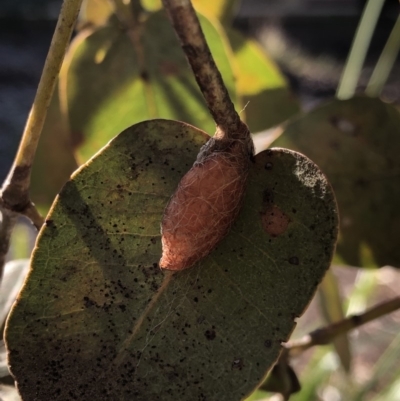 Lepidoptera unclassified IMMATURE at Aranda, ACT - 25 Sep 2019 by Jubeyjubes