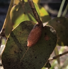 Unidentified Moth (Lepidoptera) (TBC) at Aranda, ACT - 25 Sep 2019 by Jubeyjubes