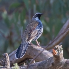 Cinclosoma punctatum (Spotted Quail-thrush) at Kowen, ACT - 24 Sep 2019 by rawshorty