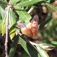 Paropsisterna sp. (genus) at Aranda, ACT - 25 Sep 2019 by Jubeyjubes