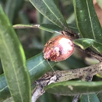 Unidentified Beetle (Coleoptera) at Aranda, ACT - 25 Sep 2019 by Jubeyjubes