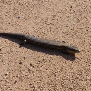 Tiliqua scincoides scincoides at Black Range, NSW - 25 Sep 2019 04:24 PM