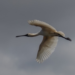 Platalea regia at Fyshwick, ACT - 25 Sep 2019